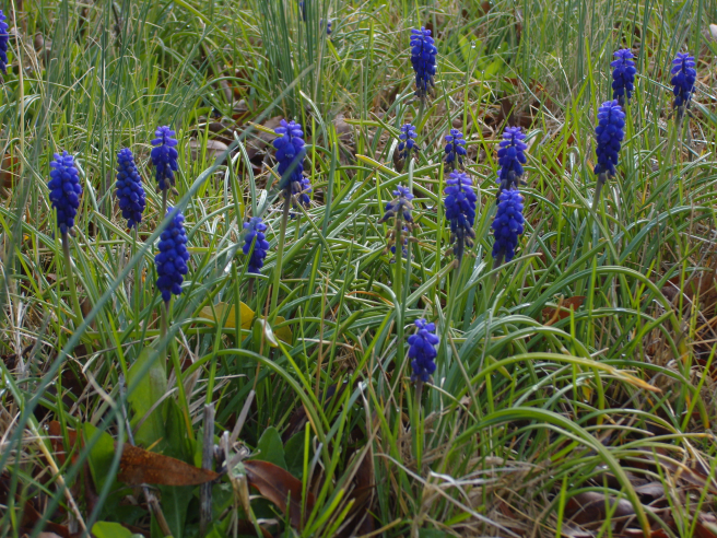Closer look. Blue carpet reveals tiny blue wild flowers